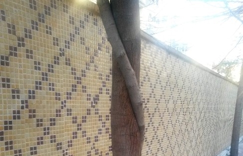 İki Ağaç Bir Birine Kenetlendi