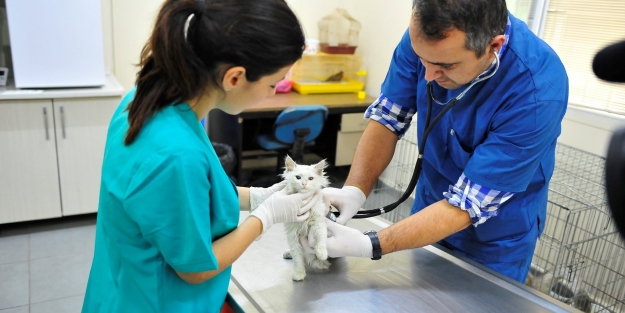 Gönüllü aileler aranıyor