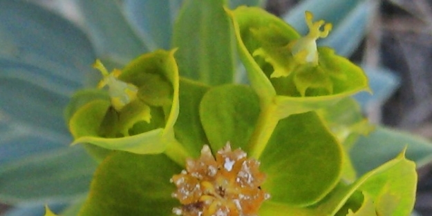 Mevlana Çiçegi Fotoğrafçısından Mevlana Mesajı