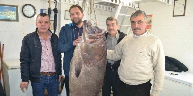 Saros’ta 66,5 Kiloluk Dev Lağos Balığı