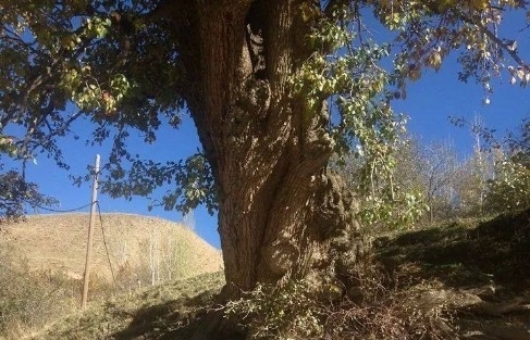 Asırlık Ağaç Yıkılmaktan Kurtarıldı