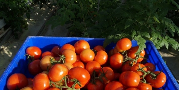 Kayseri Şeker’in Serasında  Domates Hasadına Başlandı