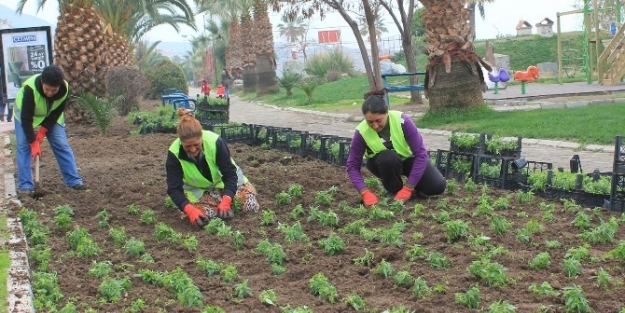 Dikili’yi Kadınlar Güzelleştiriyor