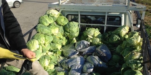 Lahana Arası Esrar Sevkiyatı