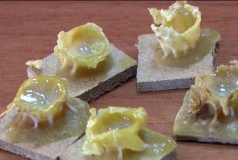 Kilosu 5 bin TL'den satılıyor