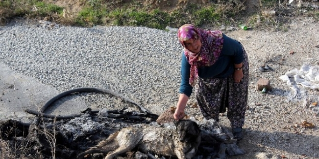 Konya’da Köpek Katliamı