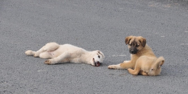 - Yavru Köpek, Yaralı Köpeğin Başında Ayrılmadı