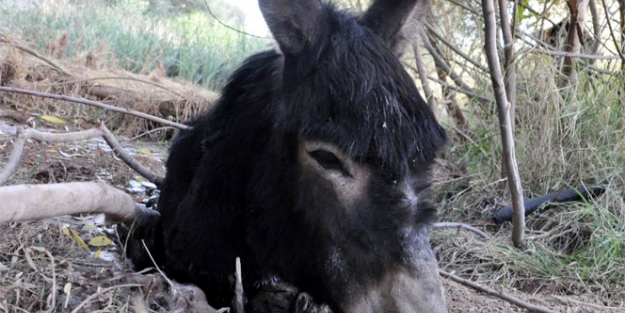 Eşek kavgası can aldı