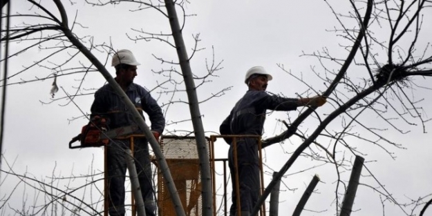 Tekirdağ’da Ağaçlara Kış Bakımı