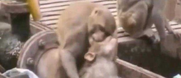 Elektrik çarpan maymunu kurtarmak için...