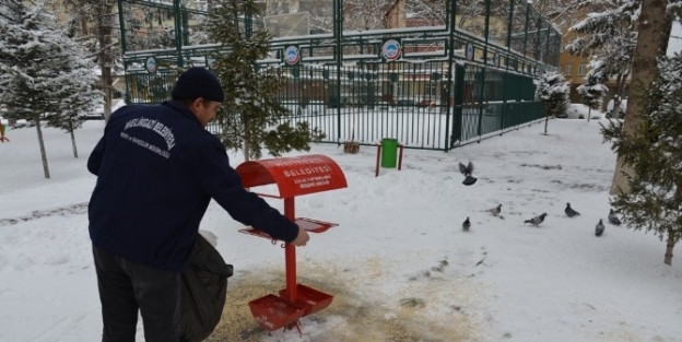 Sokak Hayvanlarına Ve Kuşlara Belediyeden Gıda Desteği