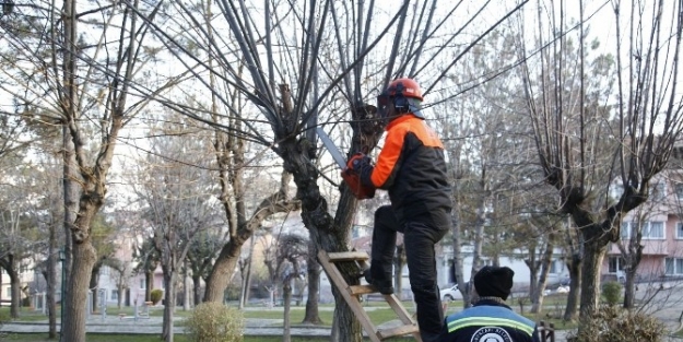 Odunpazarı’nda Ağaçlara Bakım