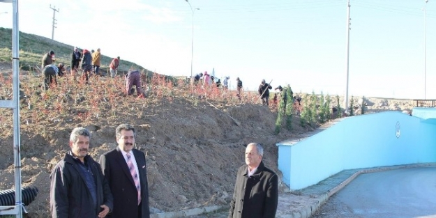 Cihanbeyli’de Ağaçlandırma Çalişmalari