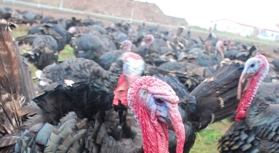 Adıyaman’da, Yılbaşı Öncesi Canlılığı Başladı
