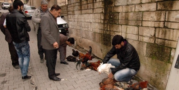 Hindi Alamayanlar Tavuk Ve Horoz Alıyor