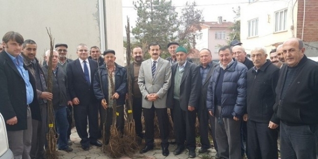 Söğüt İlçesinde Çiftçilere Ceviz Fidanı Dağıtıldı