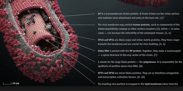 Ebola salgınıyla ilgili şok iddia