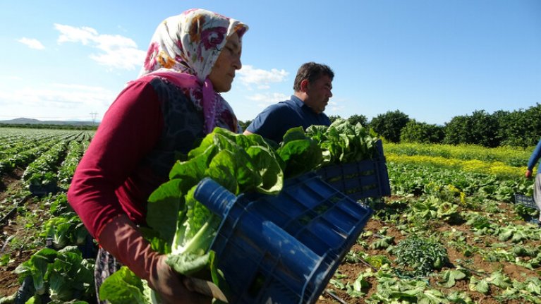 Marul hasadı başladı! Tarlada 4, markette 10-15 TL...