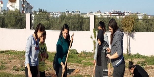 Didimli Liseliler Okul Bahçelerini Ağaçlandırdı