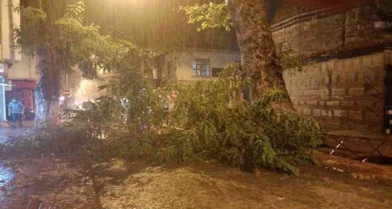 Bursa'da şiddetli rüzgâr yüzyıllık ağacı devirdi