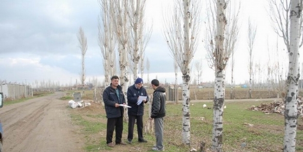 Bolvadin Belediyesinden “kavak Ağacı Kesimi” Uyarısı