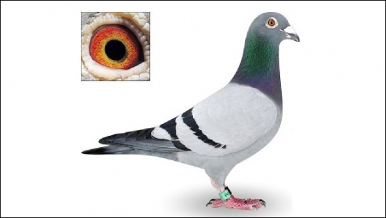 150 bin euro değerindeki güvercini çaldılar