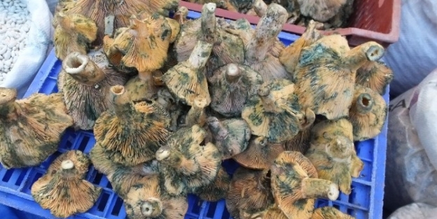 Kazdağaları’ Nın Melkisi Köylülere Geçim Kaynağı Oldu