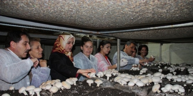 Tunceli’de ’mantarlar Kadın Eliyle Güzelleşiyor’ Projesi