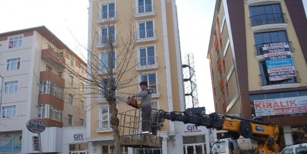 Çerkezköy Belediyesi Ağaçları Buduyor