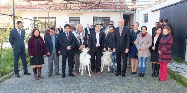 Urla’lı Keçi Yetiştiricisine ‘‘saanen’’ Takviyesi