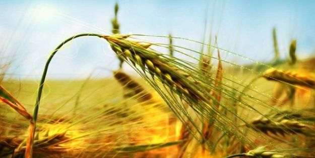 Rusya, Türkiye'ye tahıl ihracatını durdurdu!