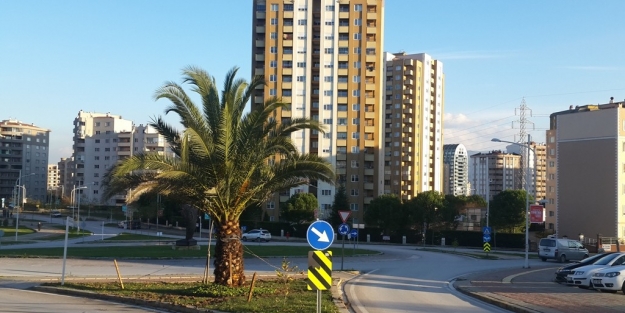 Nilüfer palmiyelerle daha güzel