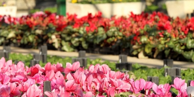 Karşıyaka Parklarına 300 Bin Çiçek