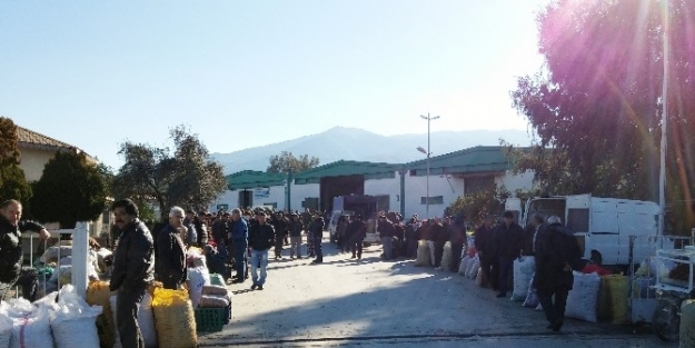 Tire’nin Ceviz Ve Kestanesi Bu Pazarda Alıcı İle Buluşuyor