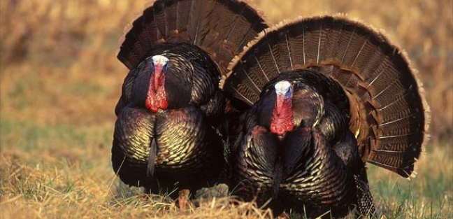 Türkye'de 500 bin hindi kesilecek