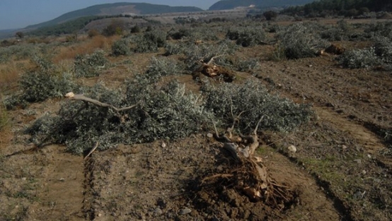 CHP'li vekilden tokat gibi yanıt
