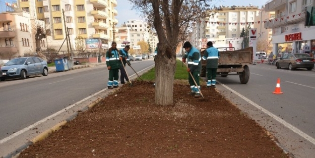 5 Bin Adet Gül Fidanı Dikiliyor