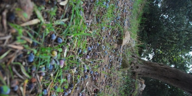 (özel Haber) Zeytini Yağmur Vurdu