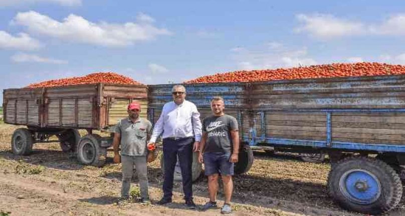 Bursa Karacabey'de salçalık domates hasadı başladı