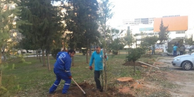 Seyhan’daki Parklara Çam Ağacı Dikiliyor