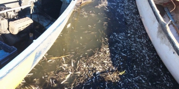 Manyas Gölü’nde Balık Ölümleri