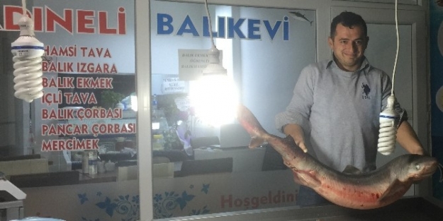 Köpek Balığı Ordu’da