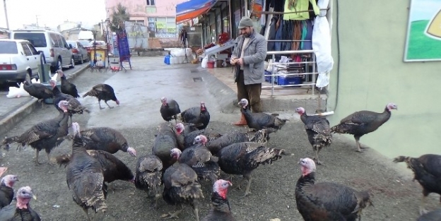 Kozme Dağı Eteklerinde Yetiştirilen Hindiler Pazardaki Yerini Aldı