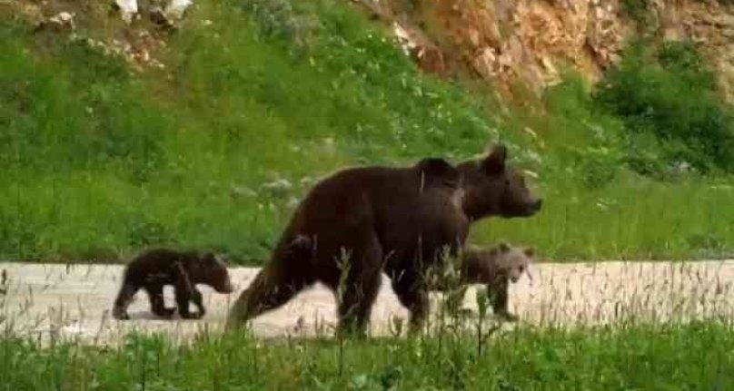 Uludağ'da yaban hayatı