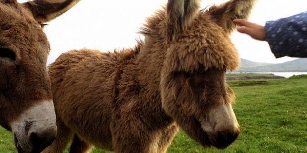 Eşekten gelen güzellik sırrı!