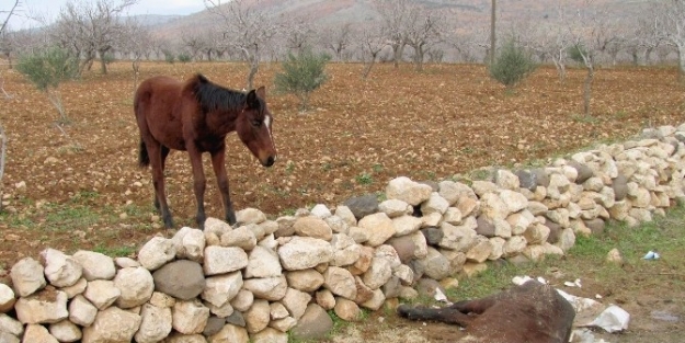 Telef Olan Atın Yavrusu, Annesinin Başından Ayrılmadı