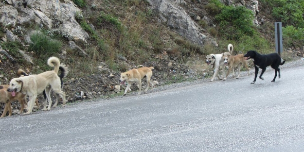 Başı boş köpekler vatandaşın korkulu rüyası oldu