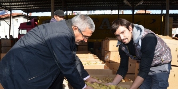 Sarıgöl’de Üreticinin Yüzü ’tütünle’ Güldü