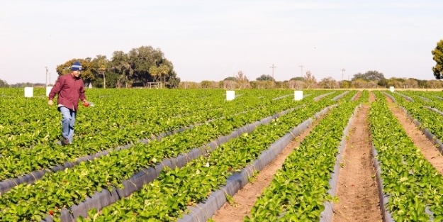 Çks İçin Son Gün 31 Aralık