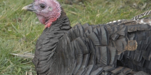 Yılbaşında hindisiz kalabilirsiniz!